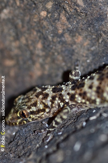 Geco verrucoso (Hemidactylus turcicus)